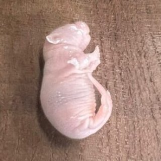 かず！爬虫類餌用 冷凍ヤワゲネズミ 60g～100g 楽天市場】冷凍 餌 ネズミの通販