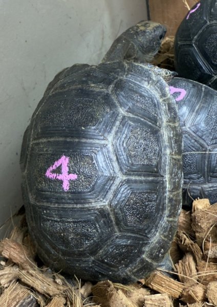 画像2: 4. ゾウガメ （どベビー） (2)