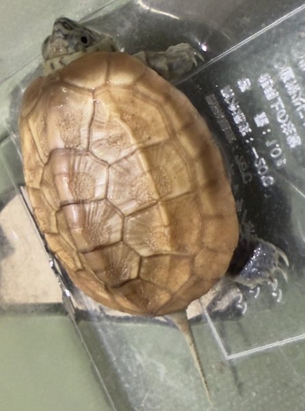 画像2: (2)スーパーパステル (2)