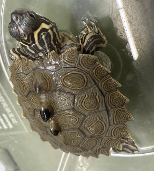 画像2: （1）キタクロコブチズガメ（HKCB） (2)