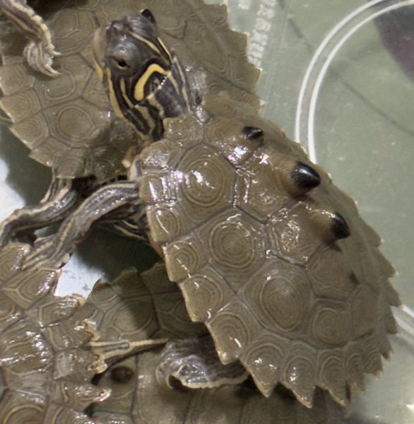 画像4: （1）キタクロコブチズガメ（HKCB） (4)