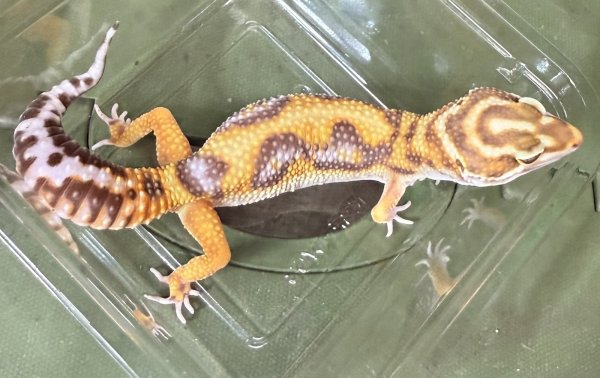 画像2: 48. トレンパーアルビノバンディット (2)