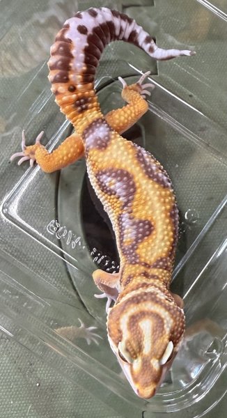 画像3: 48. トレンパーアルビノバンディット (3)