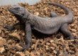 画像2: エンジェルアイランドチャクワラ (2)