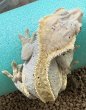 画像5: 115.ピンストライプ ♀ (5)