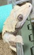 画像1: 119. ピンストライプ♀（尾切れ） (1)