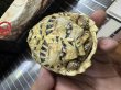 画像3: インドホシガメ（セイロンホシガメ） (3)