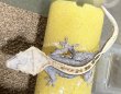 画像3: 126. ピンストライプ ♀ (3)