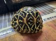 画像1: インドホシガメ（セイロンホシガメ） (1)