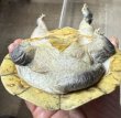画像6: サルヴィンオオニオイガメ　ペア (6)
