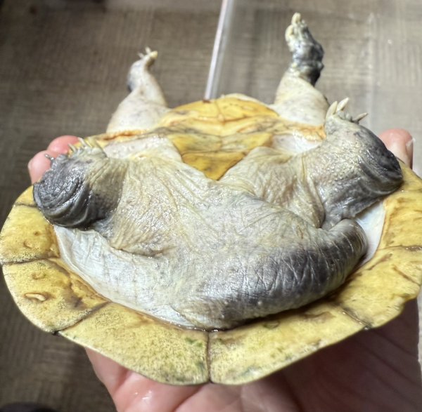 画像6: サルヴィンオオニオイガメ　ペア (6)