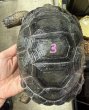 画像1: 3.アルダブラゾウガメ　国内CB (1)