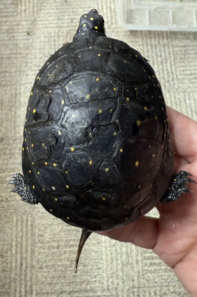 画像1: キボシイシガメ　甲欠けあり (1)