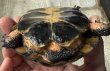 画像6: キボシイシガメ　甲欠けあり (6)