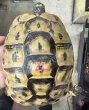 画像1: 4.チュニジアリクガメ　メス (1)