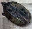 画像4: サルヴィンオオニオイガメ　ペア (4)