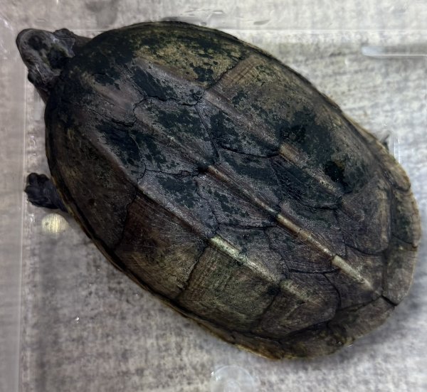 画像4: サルヴィンオオニオイガメ　ペア (4)