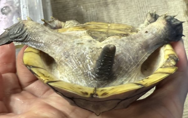 画像3: サルヴィンオオニオイガメ　ペア (3)