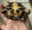 画像3: キボシイシガメ　甲欠けあり (3)