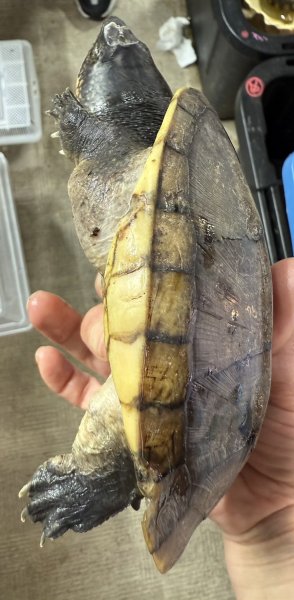 画像2: サルヴィンオオニオイガメ　ペア (2)