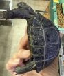 画像2: 8.アルダブラゾウガメ　セーシェル（どベビー） (2)