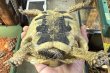 画像3: 7.チュニジアリクガメ　オス (3)