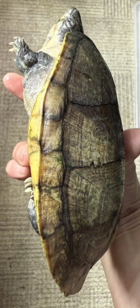 画像5: サルヴィンオオニオイガメ　ペア (5)