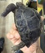 画像2: 7.アルダブラゾウガメ　セーシェル（どベビー） (2)