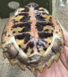 画像2: ⭐︎1.  ムツイタガメ (2)