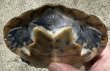 画像3: ⭐︎1  ジェフロアカエルガメ (3)