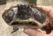画像1: ⭐︎1.  ムツイタガメ (1)