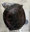 画像1: ⭐︎1  ジェフロアカエルガメ (1)