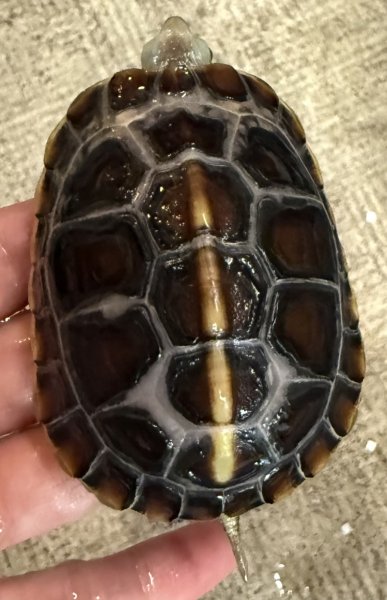 画像2: 1. タイワンセマルハコガメ (2)