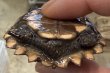 画像5: 1. ヒラセガメ (5)