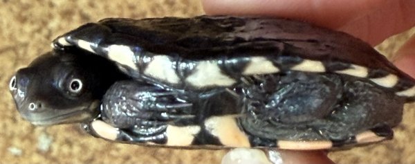 画像3: オーストラリアナガクビガメ (3)