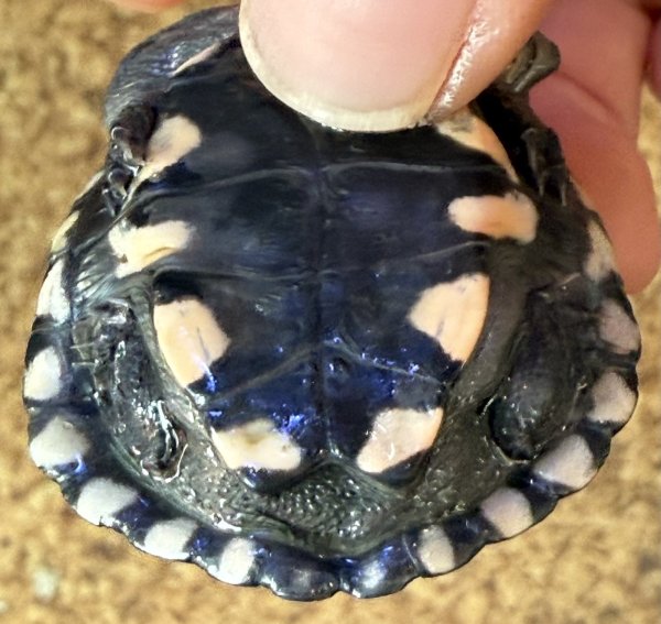 画像2: オーストラリアナガクビガメ (2)