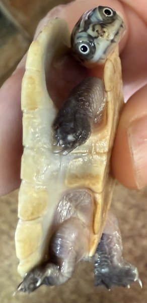 画像2: パーカーナガクビガメ（多甲） (2)