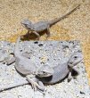 画像2: フトアゴヒゲトカゲ（ハイポゼロ） (2)