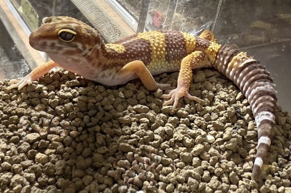 画像2: 9. メラニスティックトレンパー (2)