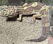 画像3: 6. メラニスティックタンジェリントレンパー (3)