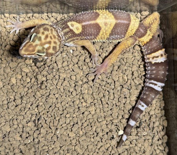 画像3: 9. メラニスティックトレンパー (3)