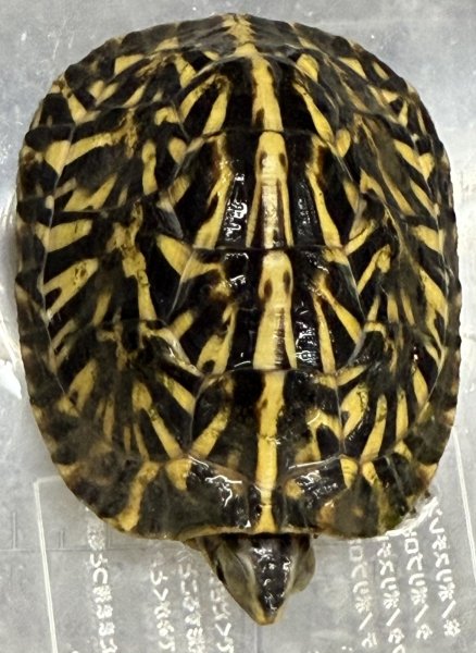 画像1: 2. フロリダハコガメ (1)
