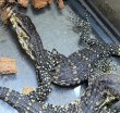 画像2: サルバトールモニター マドゥラーhetメラニ poss het Ｔ− (2)