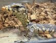 画像1: サルバトールモニター マドゥラーhetメラニ poss het Ｔ− (1)