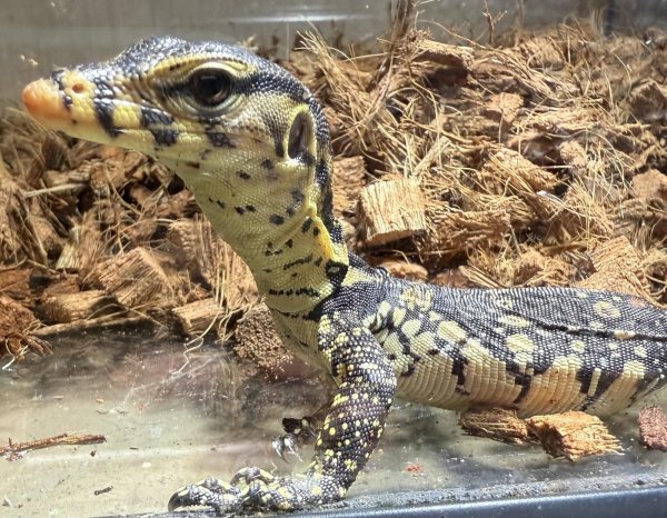画像1: サルバトールモニター マドゥラーhetメラニ poss het Ｔ− (1)