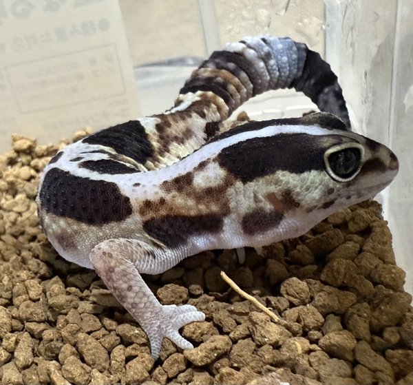 画像3: ♪7 ホワイトアウト (3)