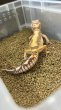 画像3: ♪1  トレンパーアルビノバンディット (3)