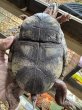 画像4: メキシコハコガメ♂ (4)