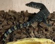画像3: サルバトールモニターマドゥラーhetメラニposshetT- (3)