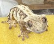 画像1: ☆6 ハーレークィン♂ (1)